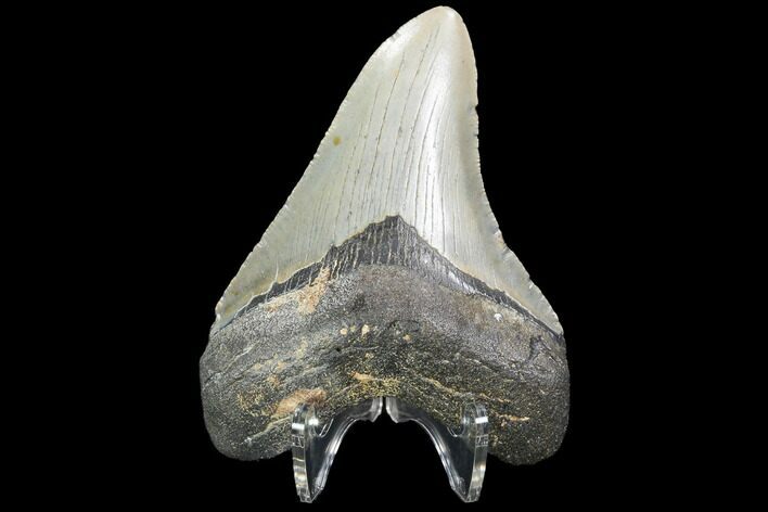 Megalodon Tooth - North Carolina #99336